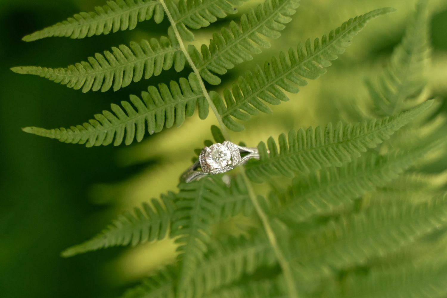 Ring detail shot, white gold engagement ring with a round diamond on a boston fern