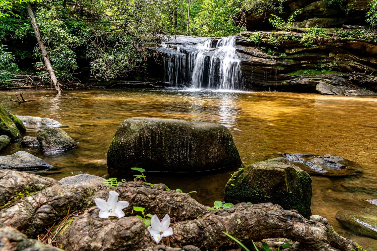 Carrick Creek waterfall cascades into a rocky stream surrounded by lush green forest in Table Rock state park, South Carolina.
