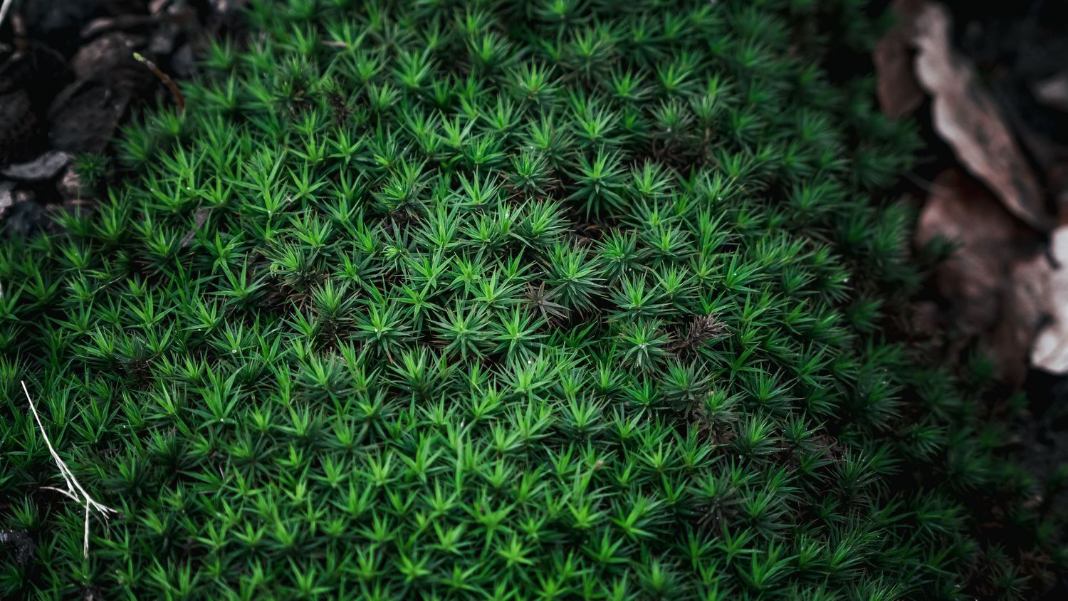 Close-up of vibrant green star-shaped moss plants growing densely together on forest floor.