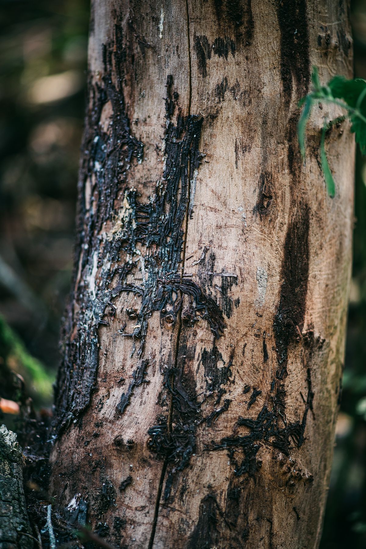 Close-up of a decaying elm tree trunk with dark bark beetle galleries etched into weathered wood in a forest.