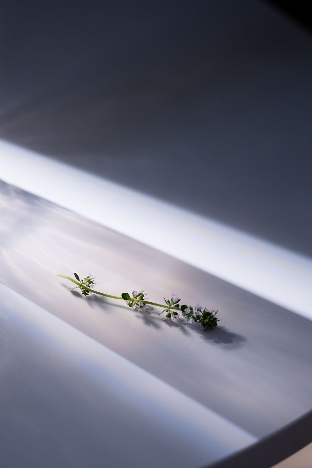 Single delicate herb sprig with tiny white flowers resting on a white surface in sunlight.