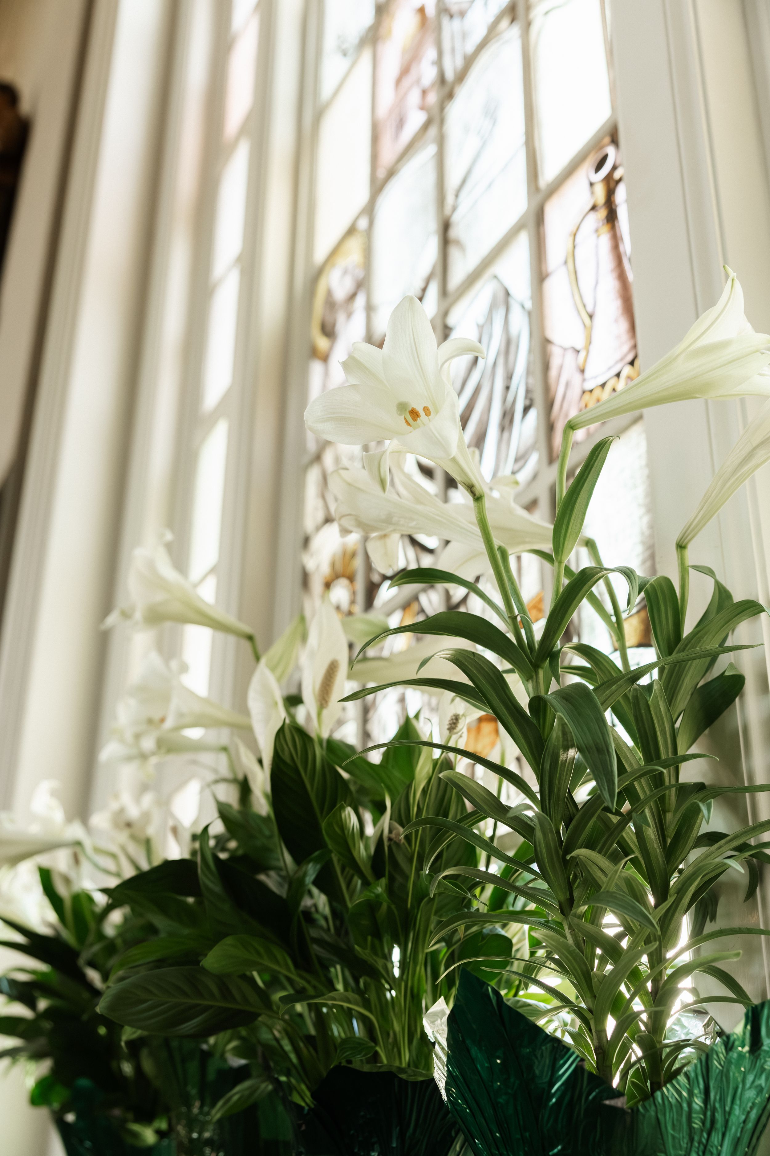 White Easter lilies in bloom displayed near a stained glass church window with soft natural light.