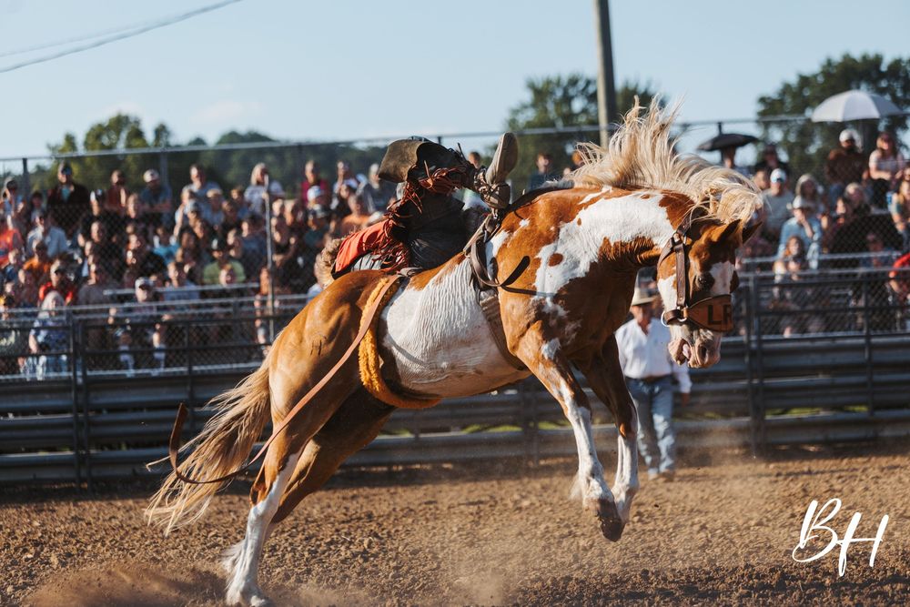 A rodeo rider on a bucking paint horse at a crowded outdoor arena during a bronc riding competition.