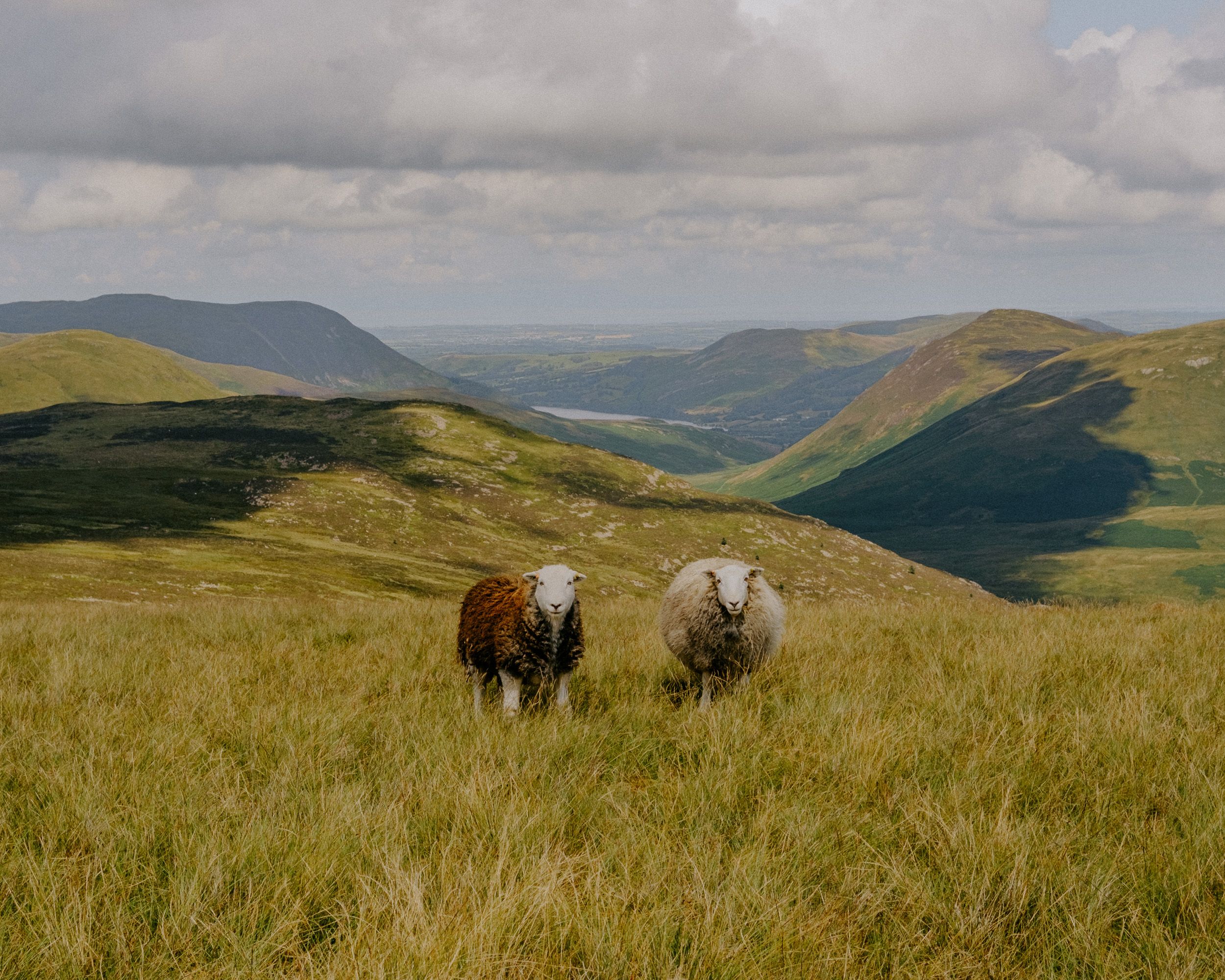 Two sheep stand on a grassy highland hillside with rolling green mountains and a cloudy sky in the background.