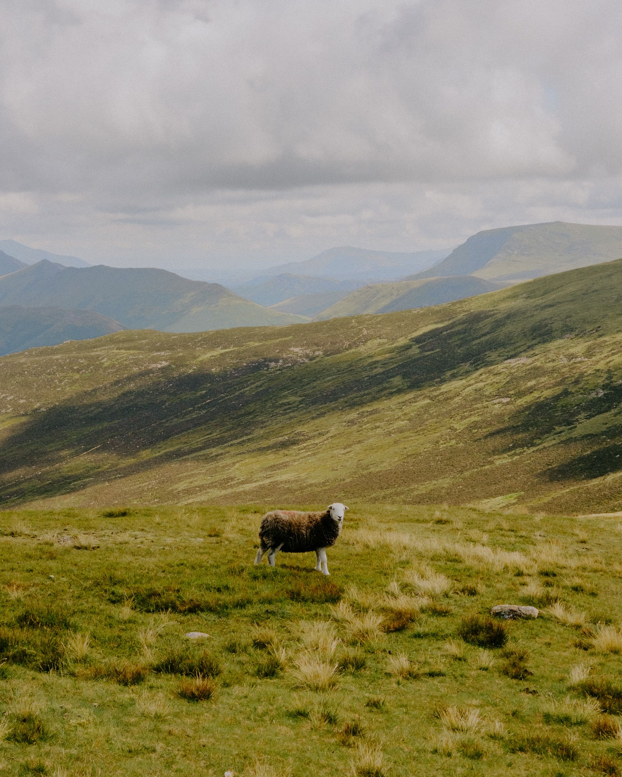 A lone sheep stands on a lush green hillside with rolling mountains and cloudy skies in the background.