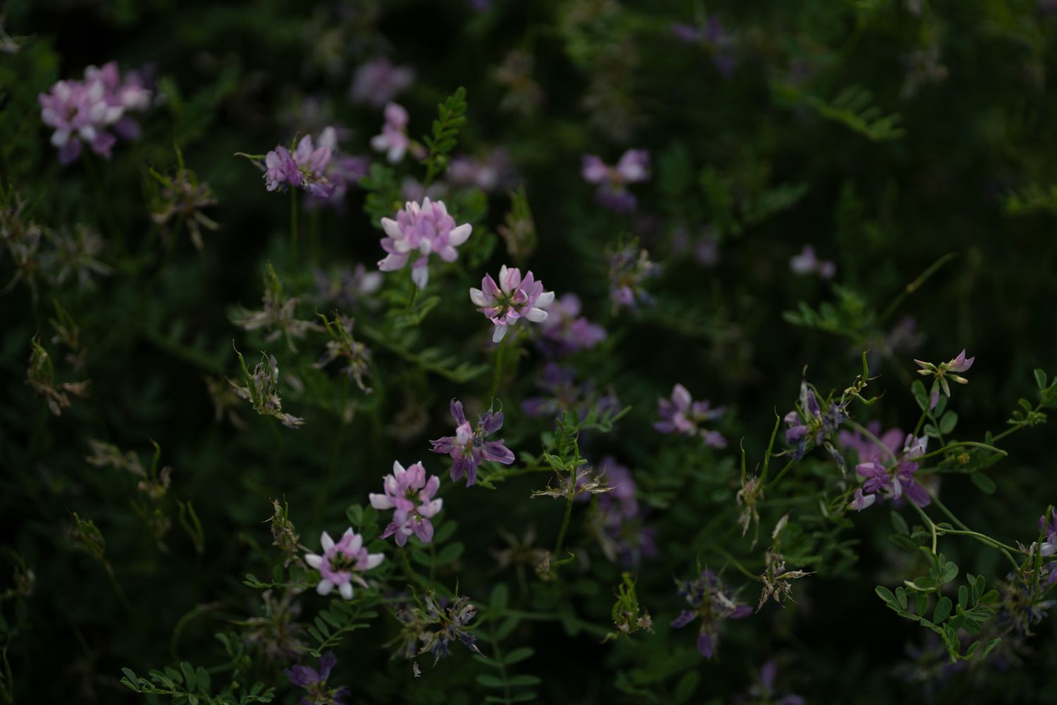 Delicate purple wildflowers bloom among lush green foliage in a natural garden setting.