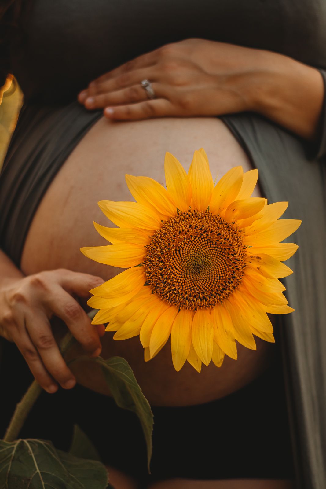A sunflower being held in front of an expectant mother's stomach.