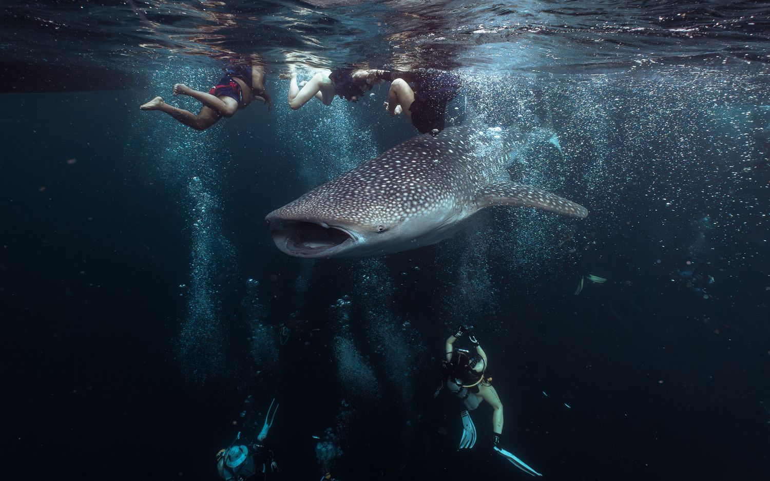 Snorkelers and scuba divers crowd around a whale shark in deep blue ocean water.