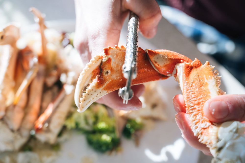 Close-up of hands cracking open fresh cooked Dungeness crab claws with seafood tools.