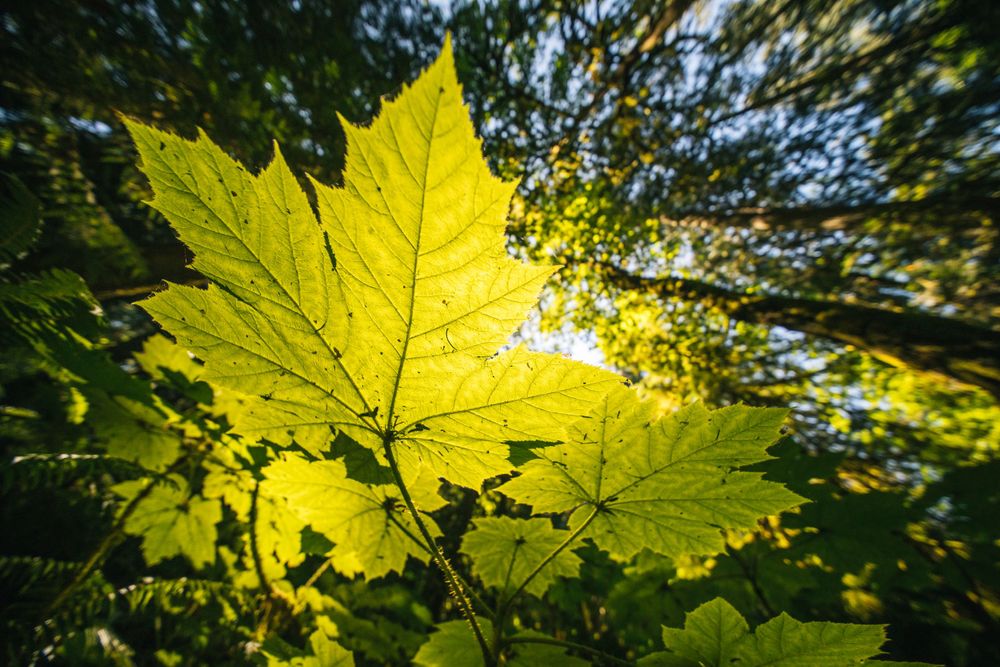 Sunlight filters through a bright green maple leaf in a forest canopy creating a backlit natural glow.