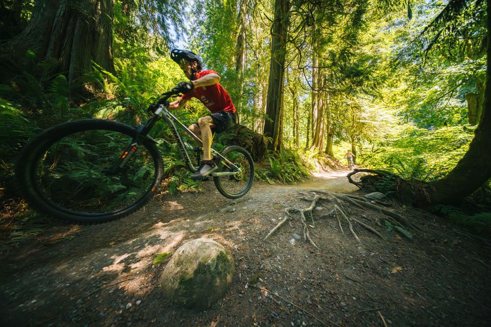 Mountain biker riding on a sunlit forest trail with exposed tree roots and lush green surroundings.