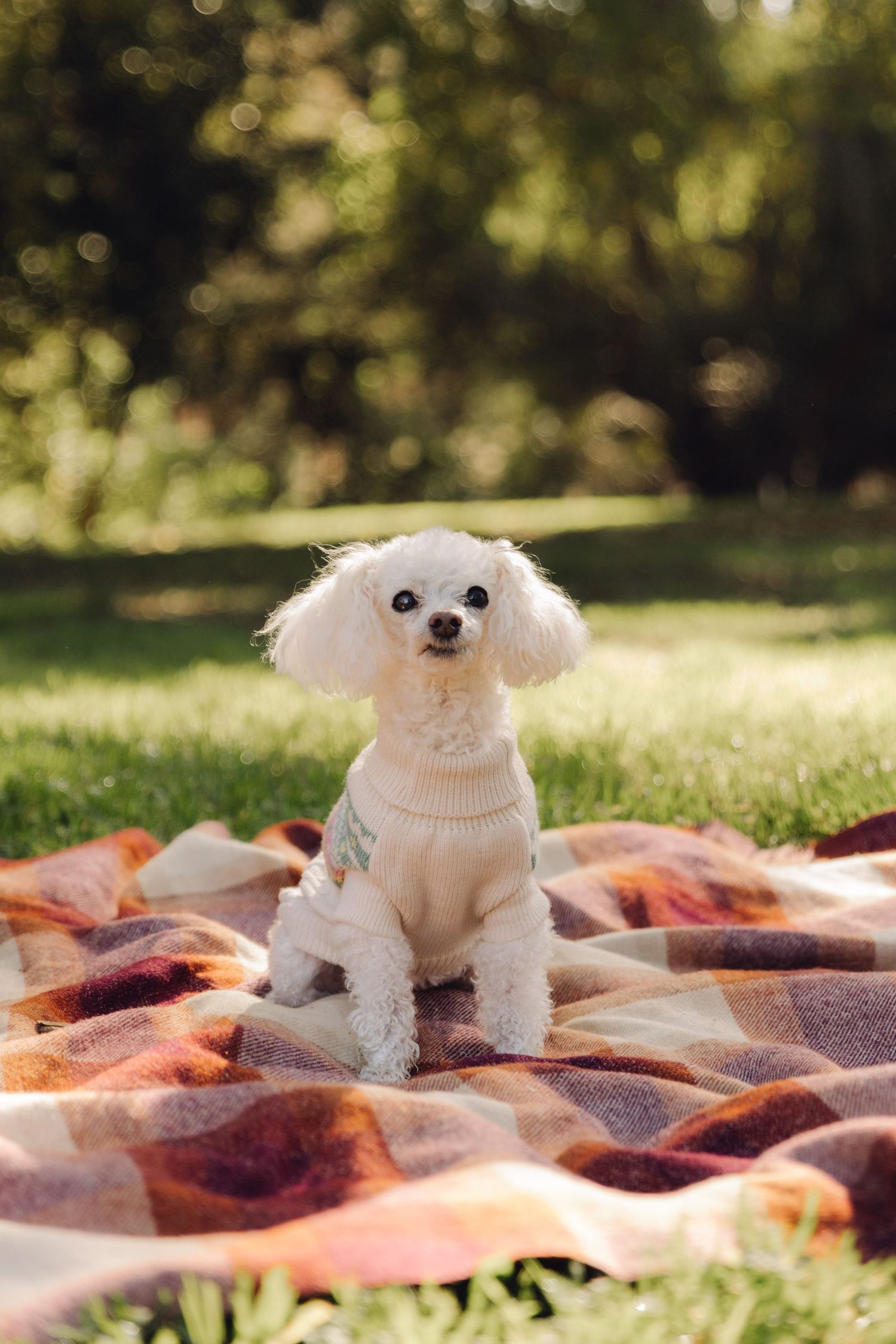 An adorable white miniature poodle wearing a sweater sitting on a plaid blanket outdoors.