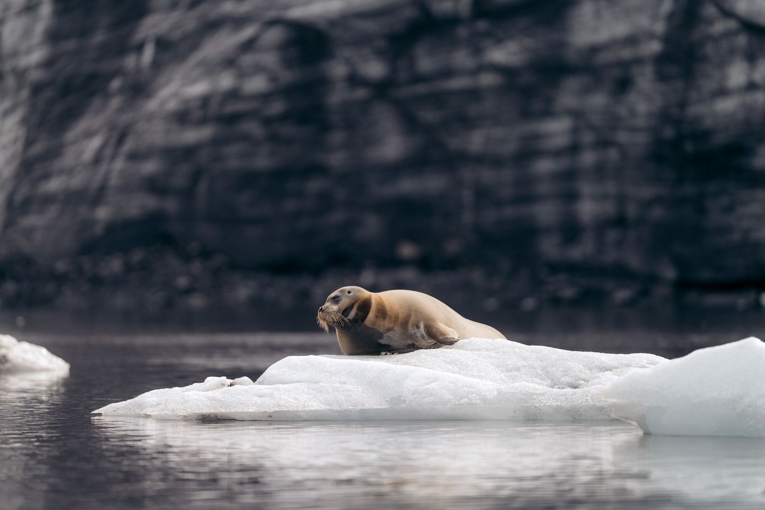 Phoque barbu se redressant sur son radeau de glace devant une paroi glaciaire sale