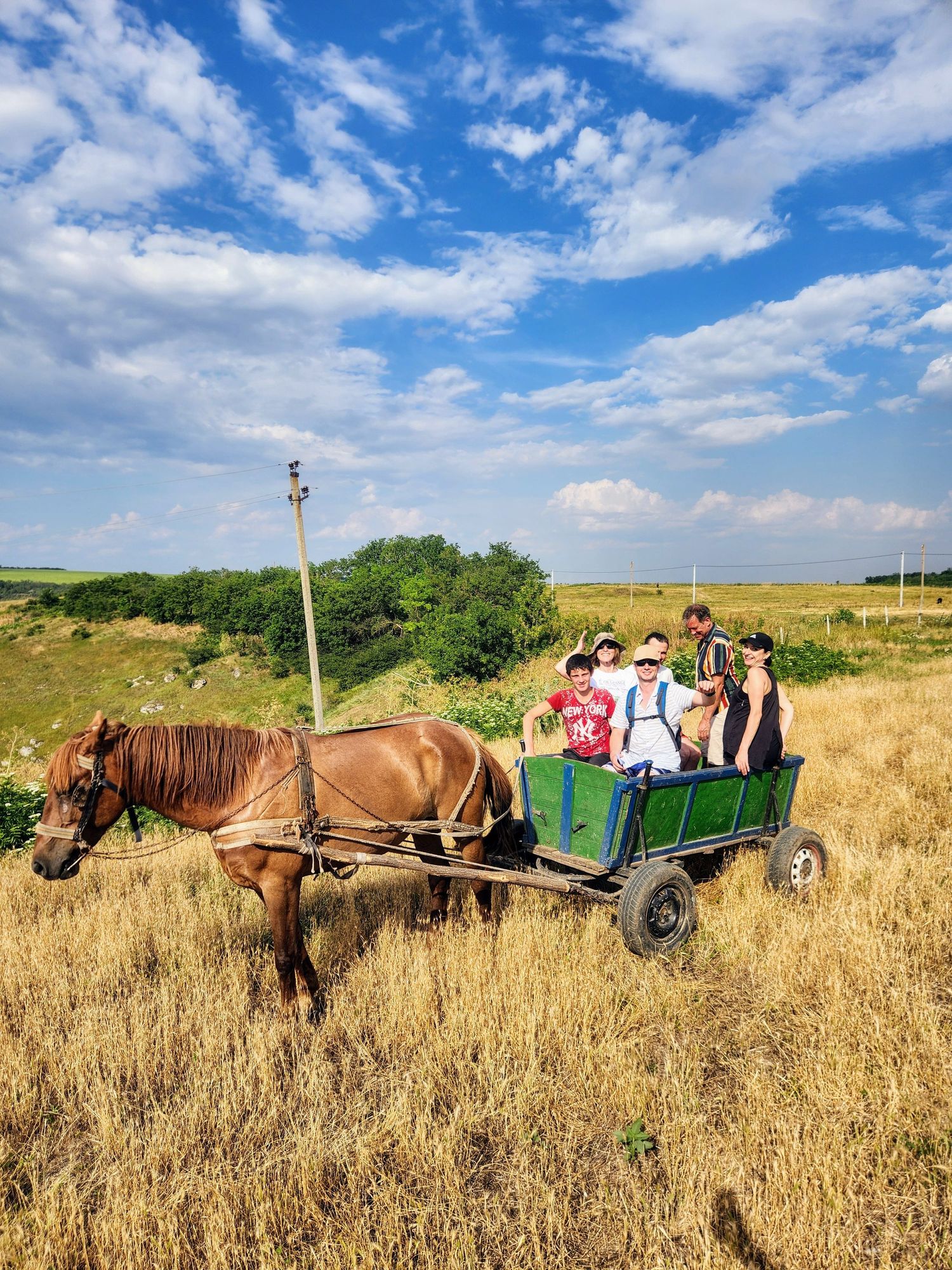 Group of tourists riding a traditional horse-drawn green cart through golden wheat fields under blue sky.