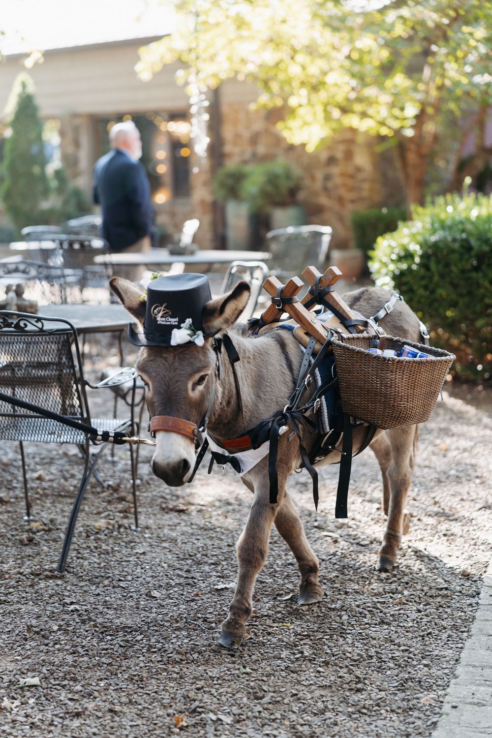 A small donkey wearing a top hat carries a wicker basket with drinks at an outdoor patio event.