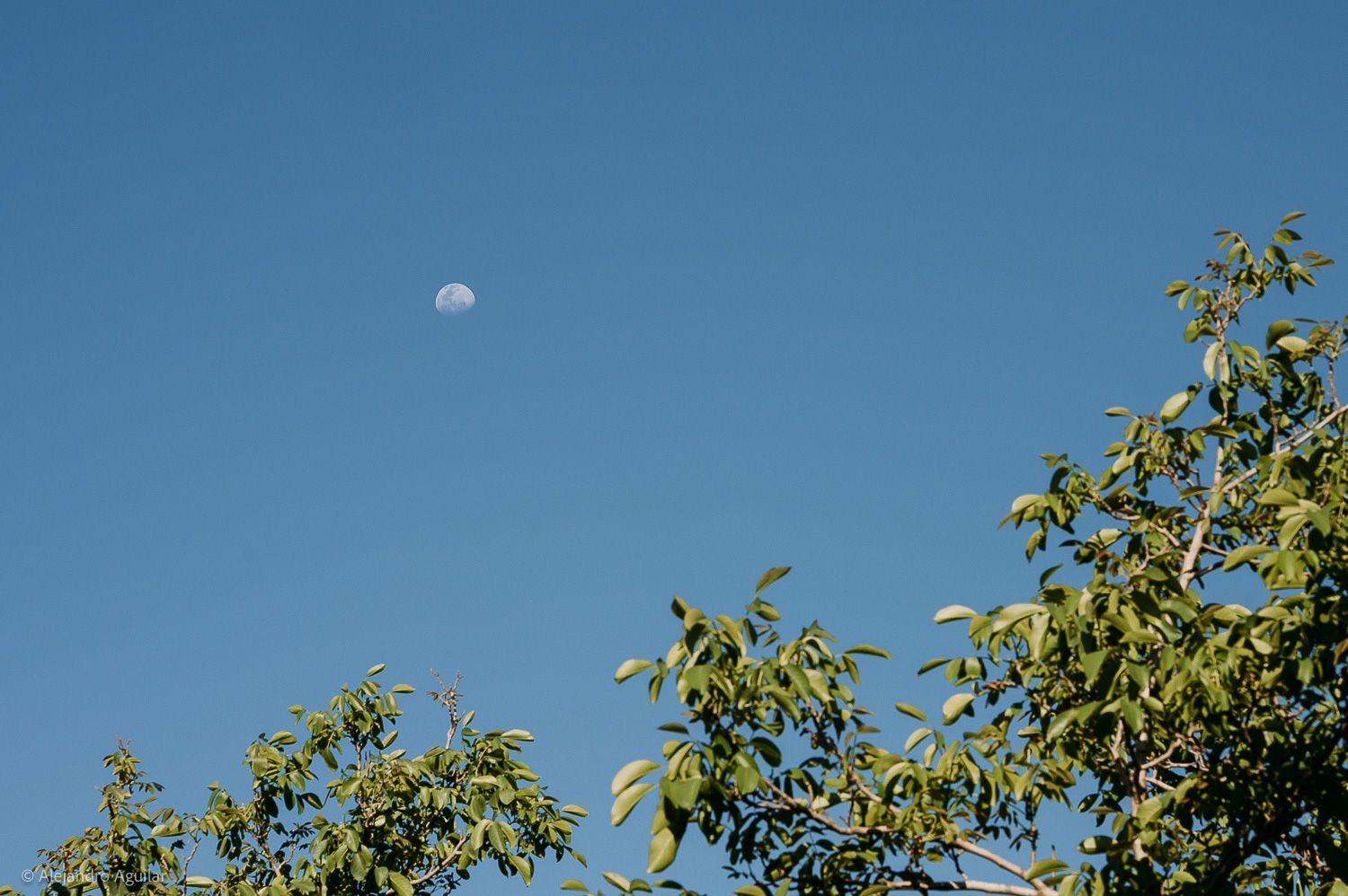 A half moon visible in a clear blue sky above lush green tree tops on a sunny day.