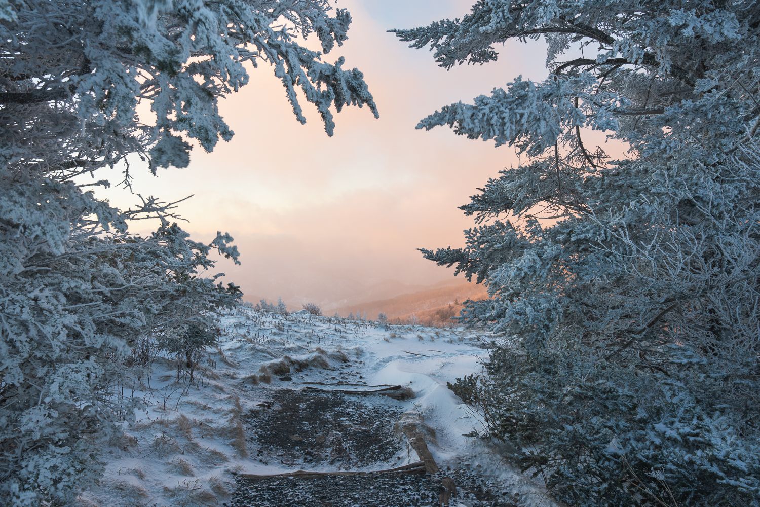 Snow-covered pine trees frame a serene winter trail at sunset with soft pink and blue hues in the sky.