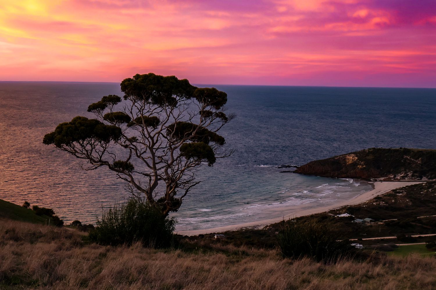 Silhouette of a lone tree against a vibrant pink and purple sunset over a coastal bay in New Zealand.