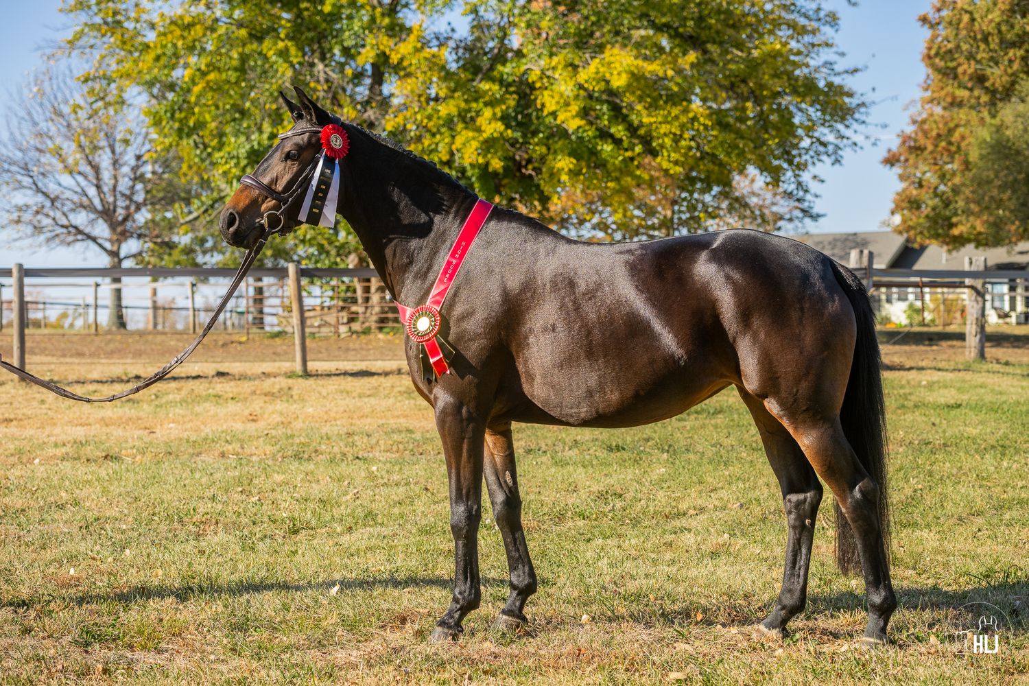A sleek black horse with red halter stands in a green pasture with autumn trees in the background.