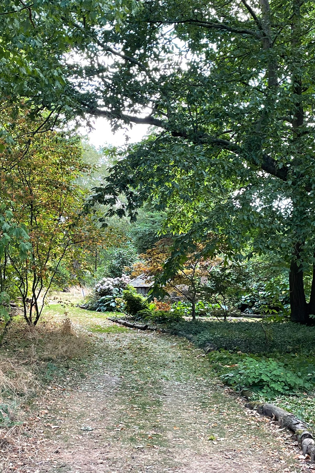 A serene woodland garden path winding through lush green trees and colourful shrubs in a peaceful natural setting at Green Island Gardens