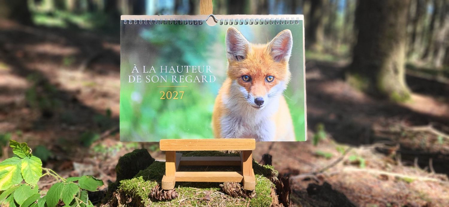 A fox-themed wall calendar titled 'A la Hauteur de son Regard' displayed on a wooden easel in a forest setting.