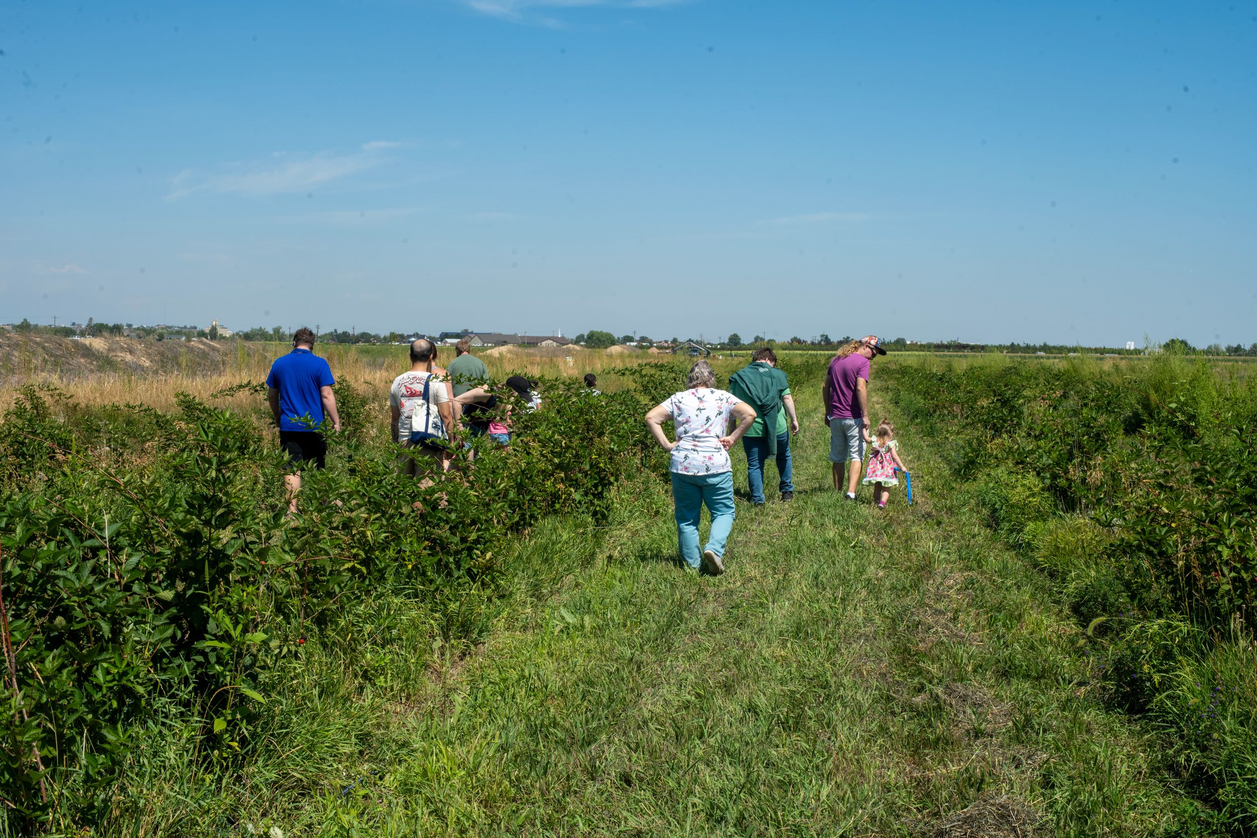 Group of people walking through lush green rows of berry bushes on a sunny farm field tour.