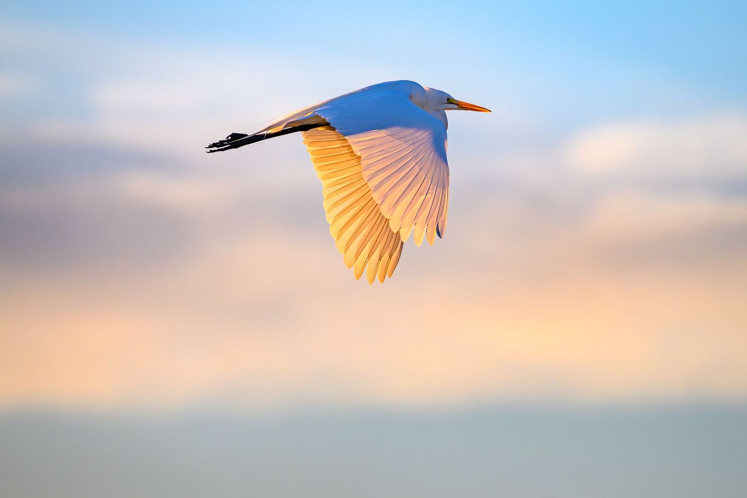A great egret soaring gracefully against a pastel sunset sky with wings fully spread.