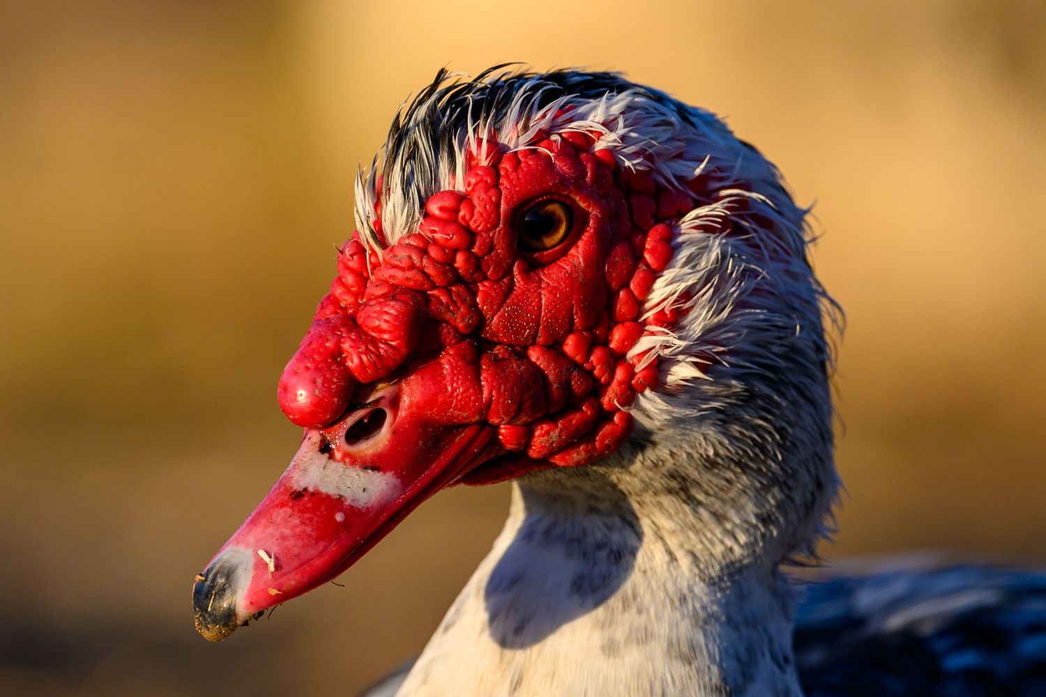 Close-up portrait of a Muscovy duck with distinctive red facial caruncles and ruffled feathers.