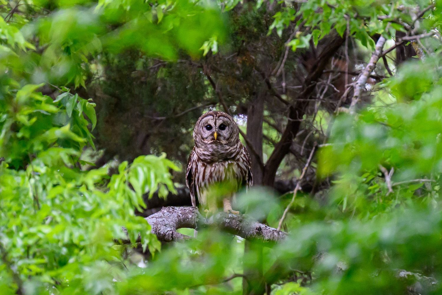 A barred owl perched on a branch surrounded by lush green foliage in a dense forest.