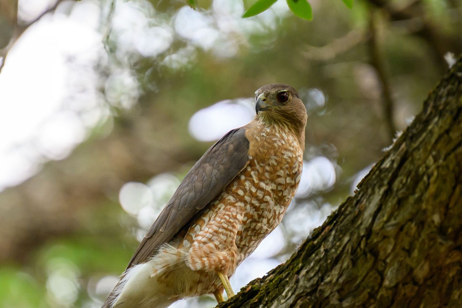 A red-shouldered hawk perches on a tree trunk amid soft bokeh forest background.