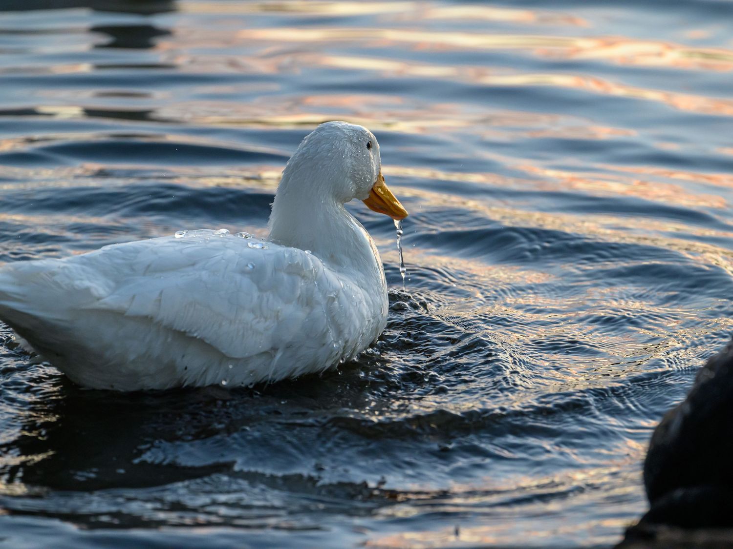 A white Pekin duck swimming on calm rippling water during golden hour light.