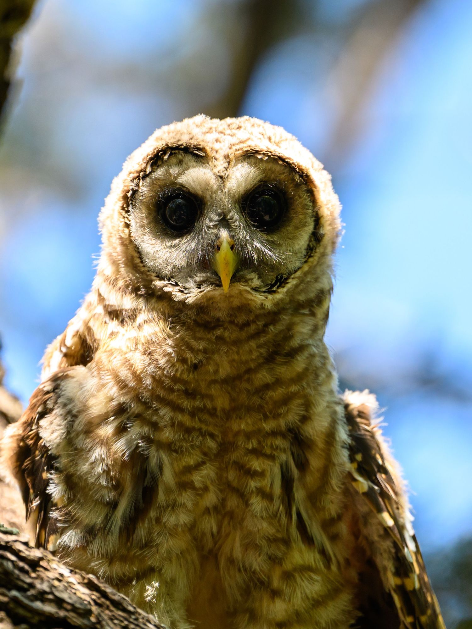 Close-up portrait of a juvenile barred owl with large dark eyes perched in a tree.