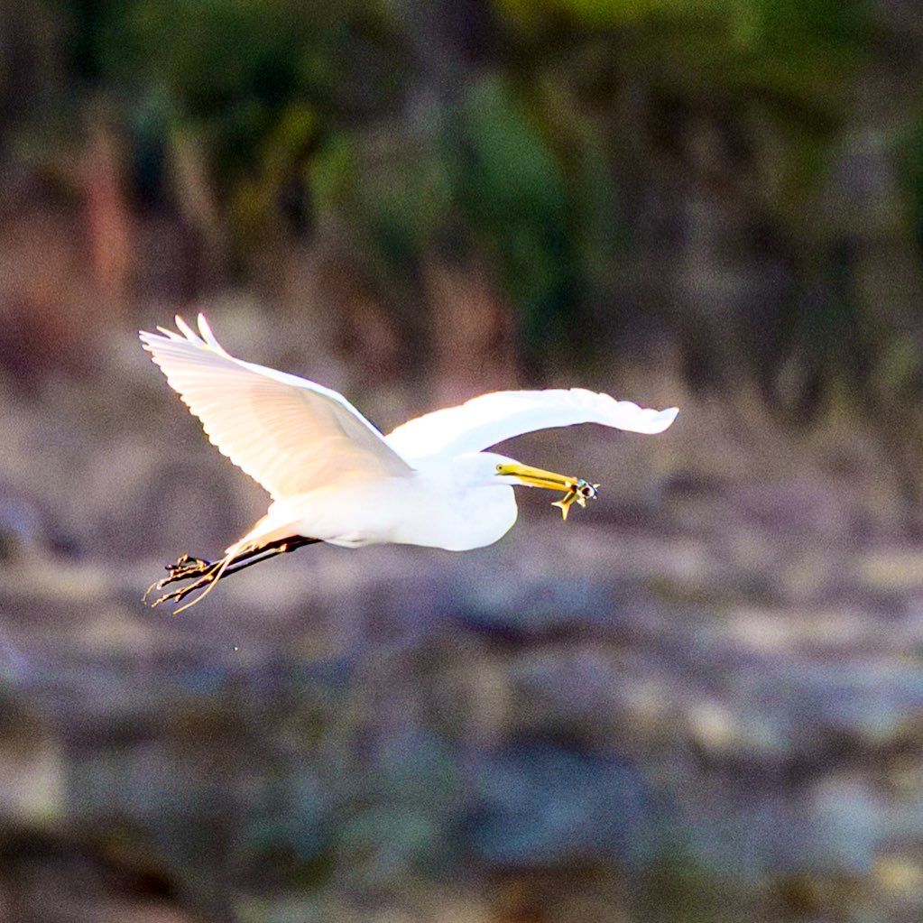 A white egret in flight carrying prey in its beak over a blurred natural background.