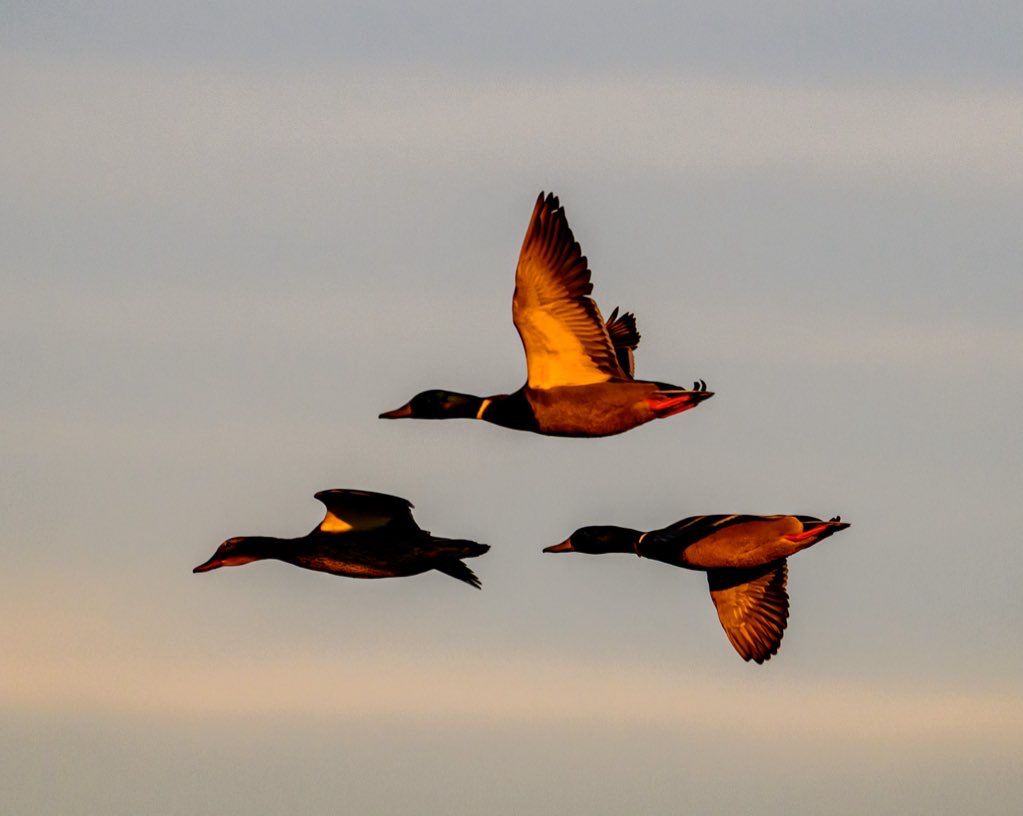 Three ducks fly in formation against a soft blue sky during golden hour light.