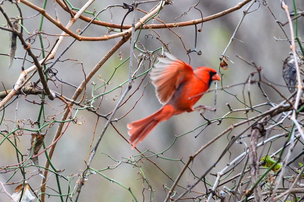 A vibrant red male northern cardinal takes flight among bare winter tree branches.