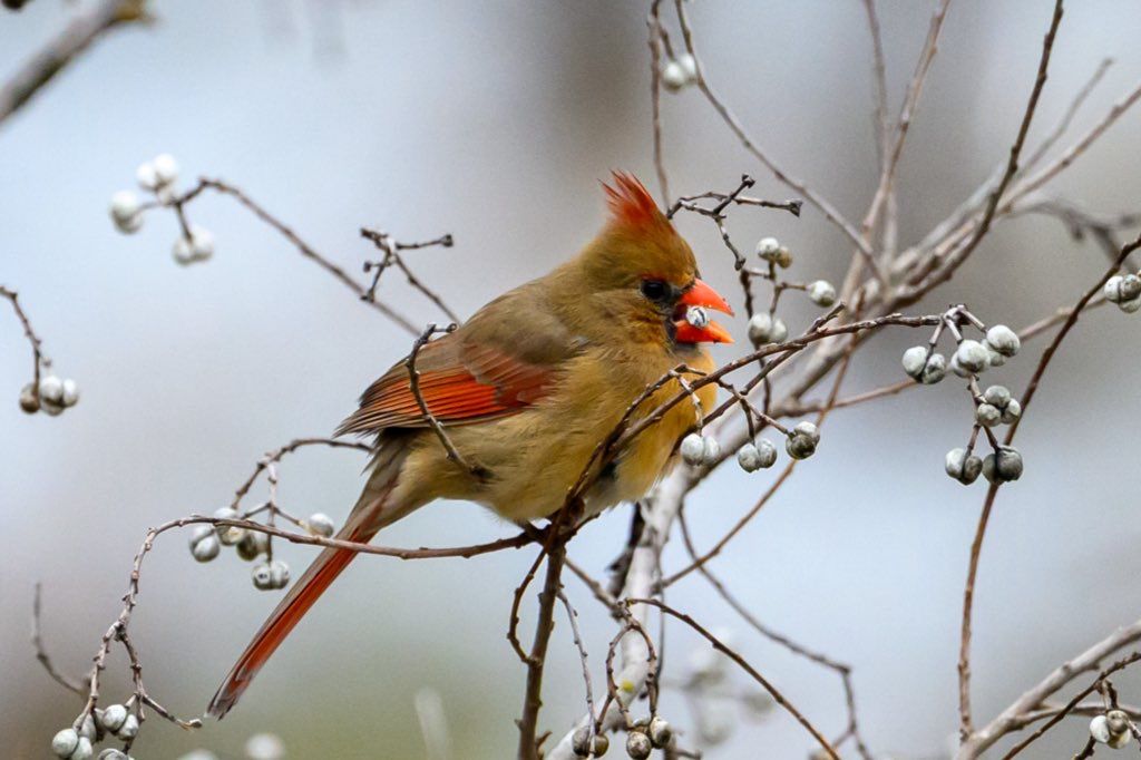 A female northern cardinal perches on a bare branch with white winter berries.