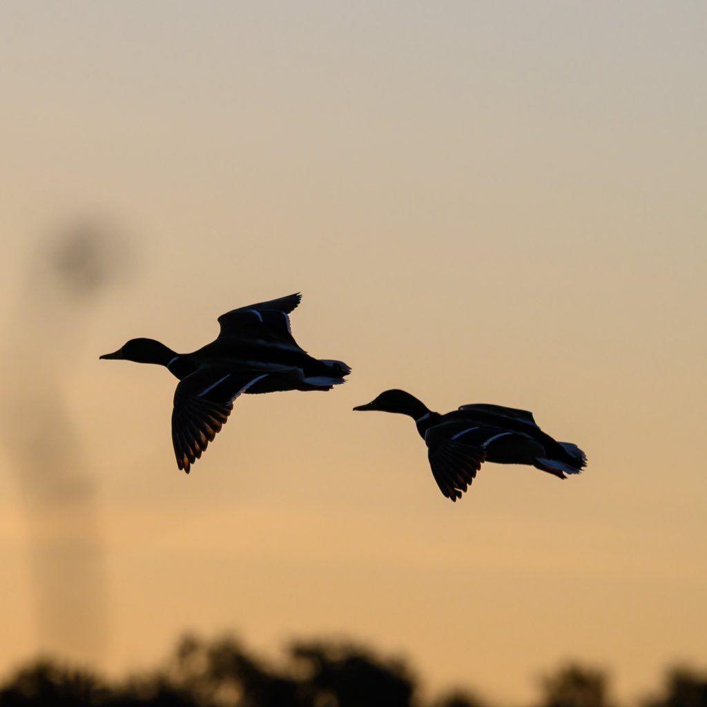 Two ducks fly in silhouette against a warm golden sunset sky over treetops.