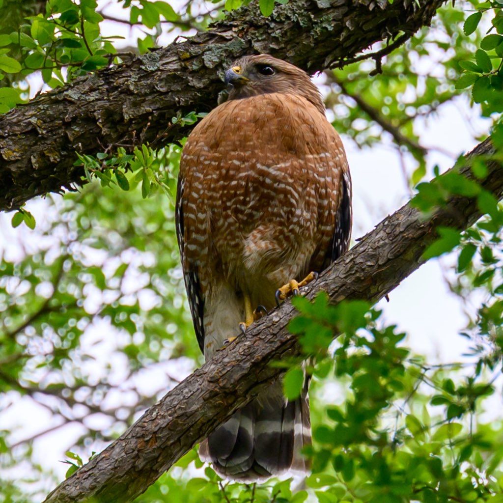 A red-shouldered hawk perches alertly on a tree branch surrounded by green foliage.