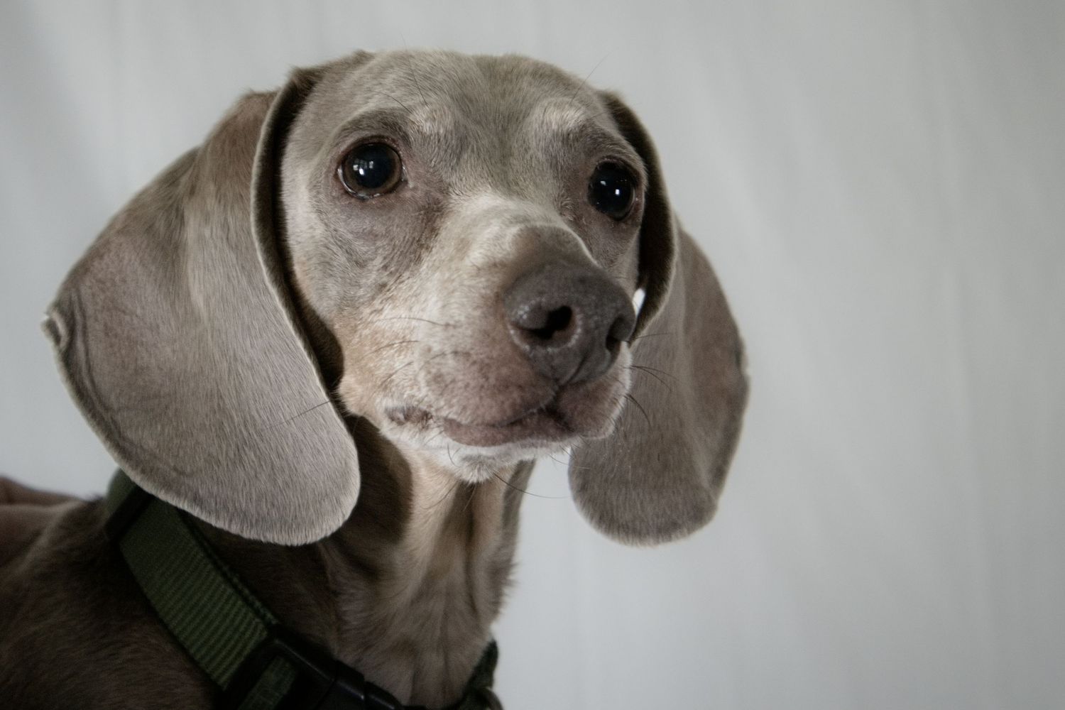 Dog with large ears looking off into the corner.