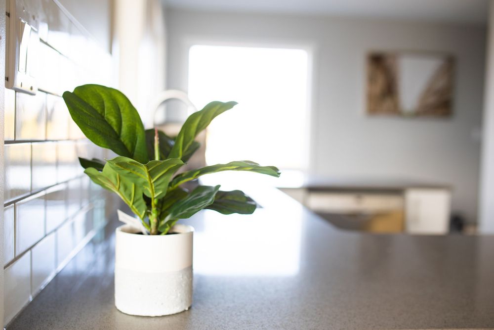 Small green tropical plant in white ceramic pot on gray kitchen counter near window.