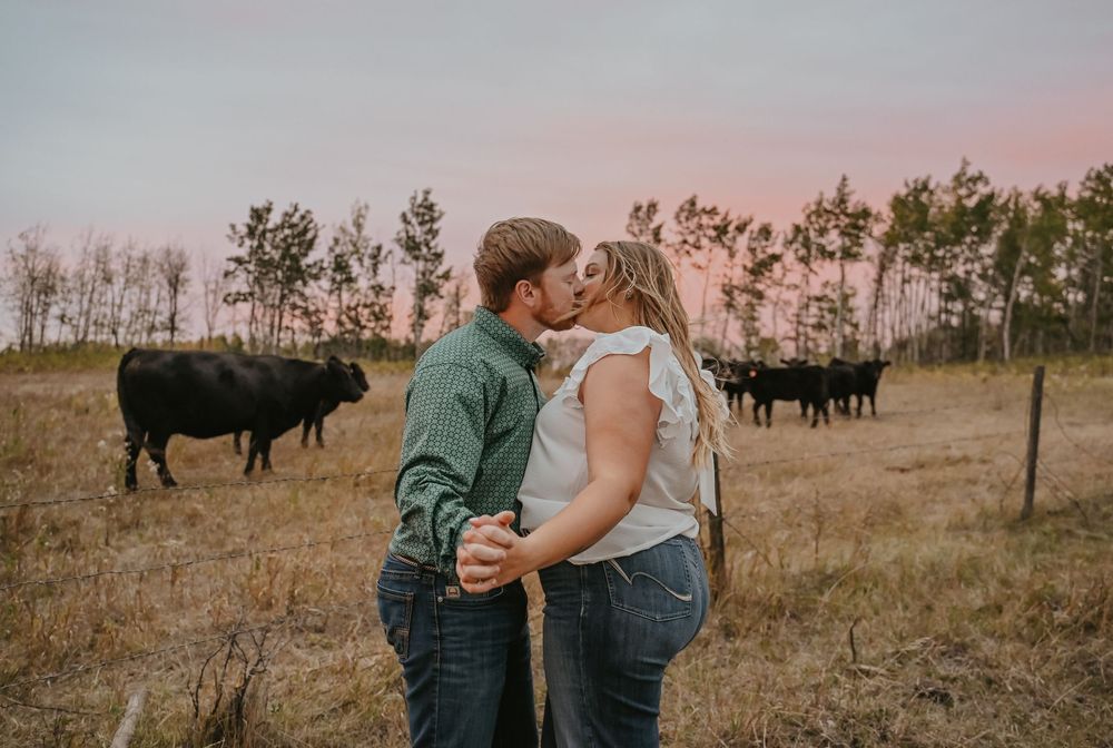 A couple shares an intimate moment in a golden field at sunset while black cattle graze in the background.