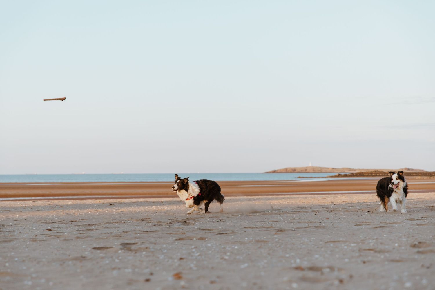 A couple of dogs play on the beach during a pet photography session in Wickham, WA