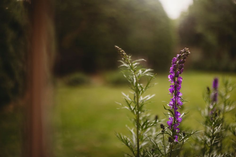 Purple wildflower stands tall against blurred natural background in soft focus.