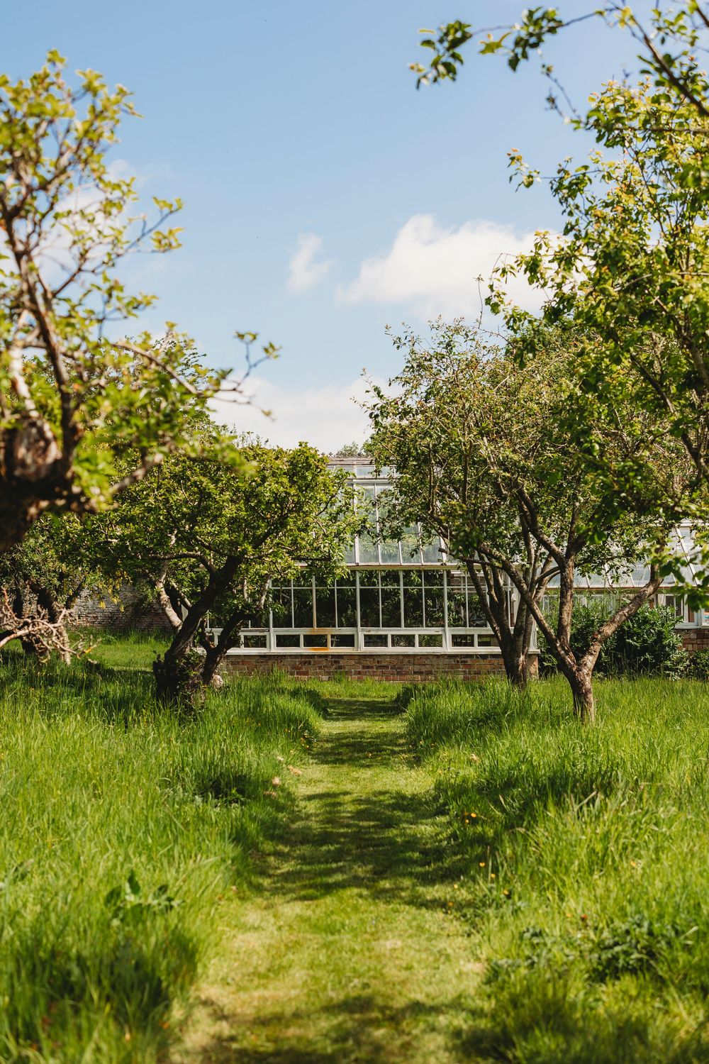 Grassy path leading to a greenhouse through an orchard on a sunny day.