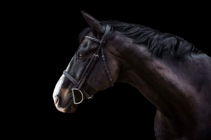 Art of your horse on a black background. Equine horse art portrait. Equine Black background photography. Massachusetts
