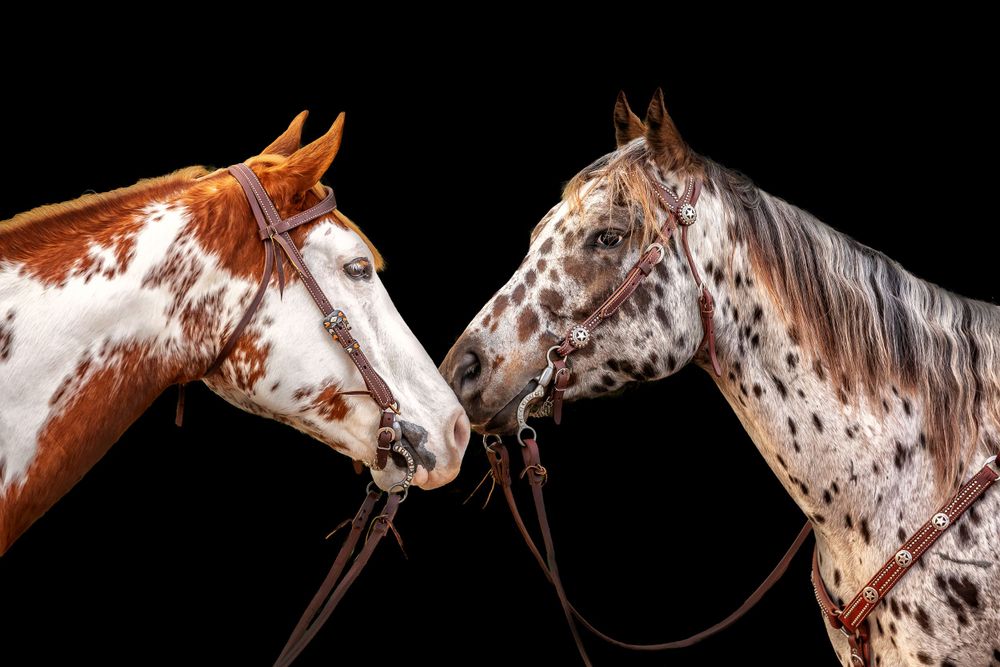 Equine art portrait. Black background. equine art photography. Massachusetts