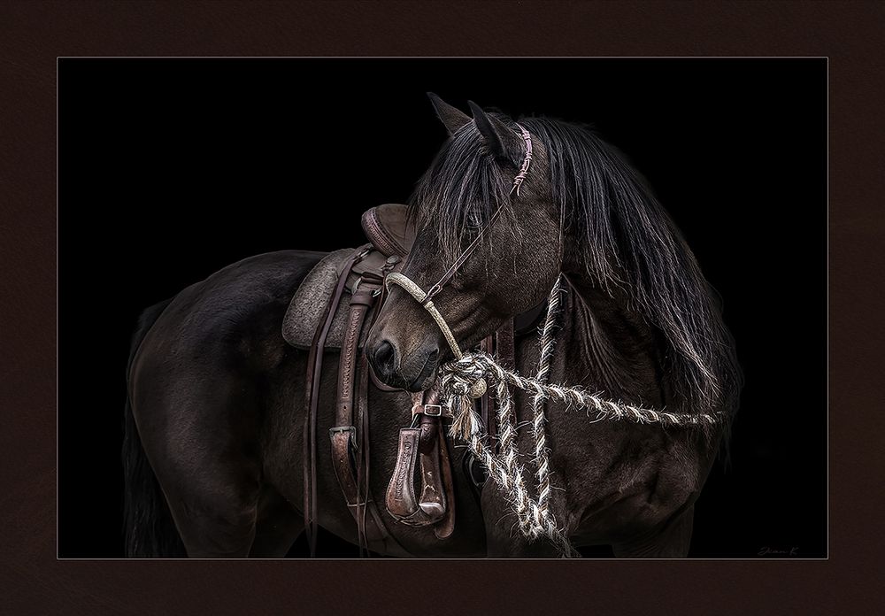western cow horse art portrait