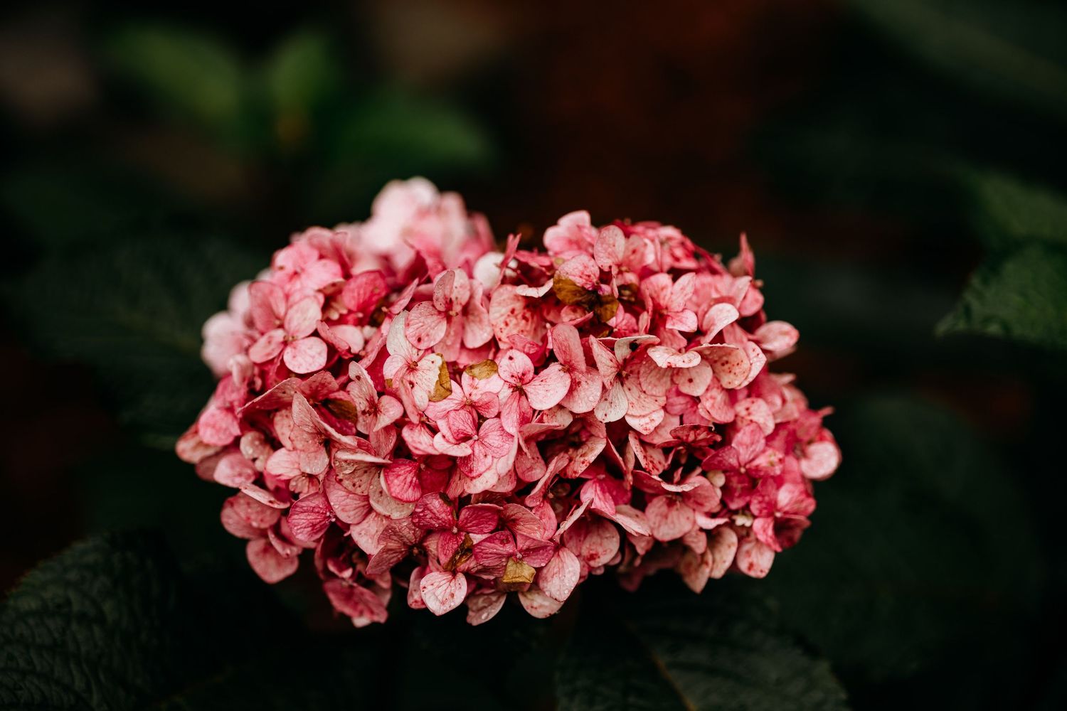 Pink Hydrangea.