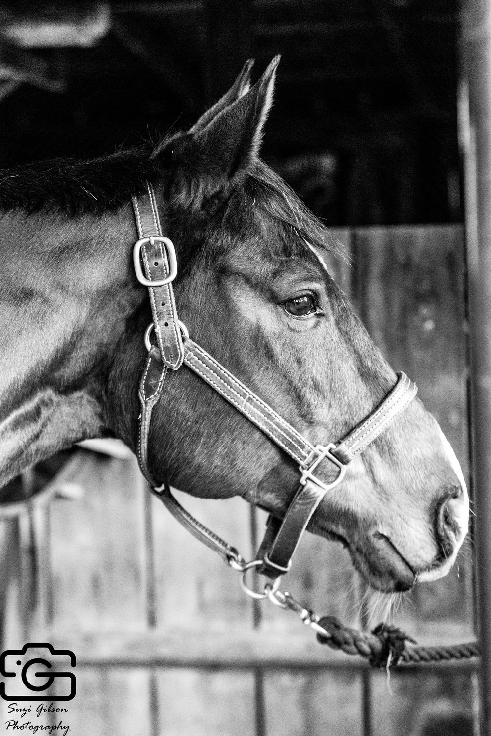 black and white image horse peeking from stall game action photo coverage maryland dmv suzi gibson photography