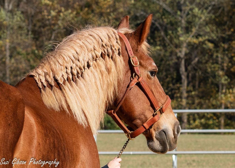 Belgium horse game action photo coverage maryland dmv suzi gibson photography